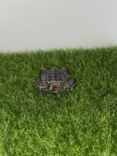 Tortue Oeil de Tigre