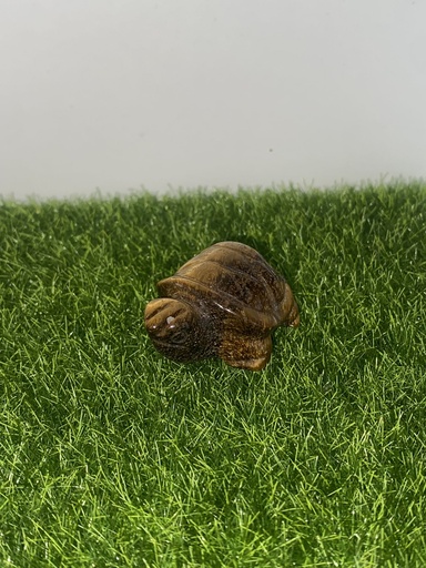 Tortue Oeil de Tigre