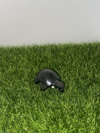 Tortue Obsidienne oeil céleste